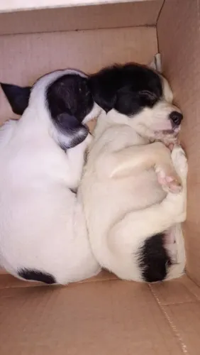 Doação de cachorrinhos 