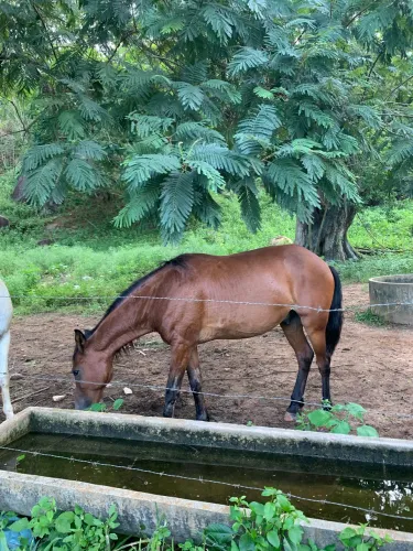 Cavalo marcha picada