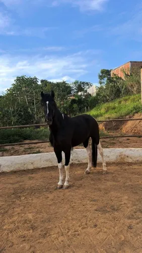 Cavalo Mangalarga Marchador Registrado - Pampa de Preto