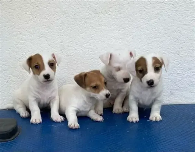 chihuahua Respondo pelo 9.9751.6491