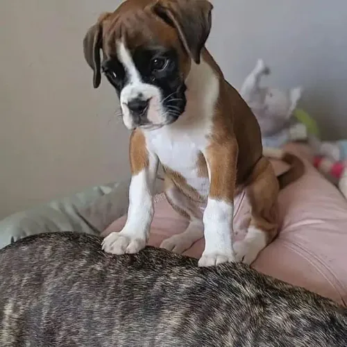 Boxer padrão raça entrega hoje