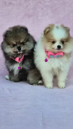 Spitz alemão anão / Lulu da Pomerânia
