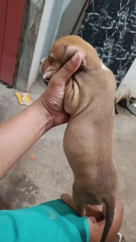 Cachorro