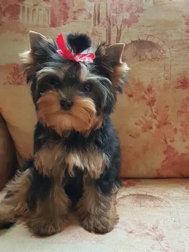 Yorkshire disponível fêmea companheira