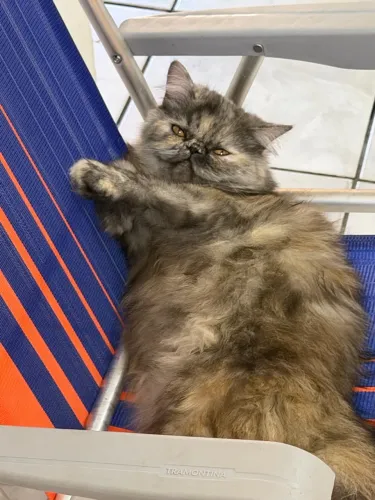 Vendo Gatos Persas