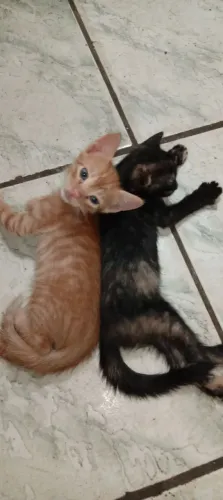 Gatinhos 