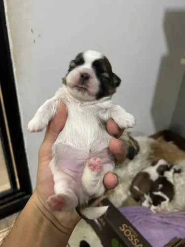 Shih Tzu filhote