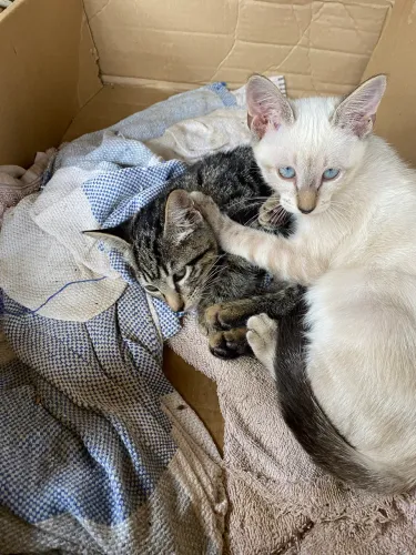 Gatinhas fofinhas para adoção!!?