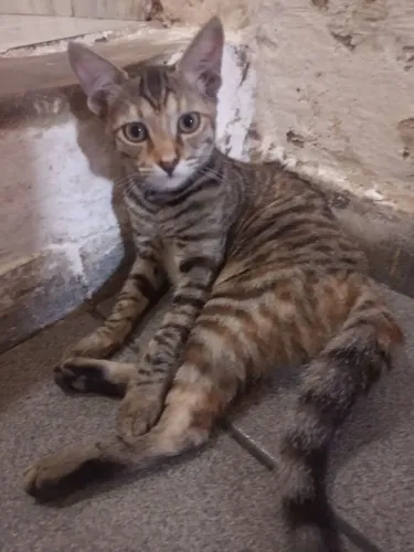 Gatinha de 5 meses  resgatada p adoção 