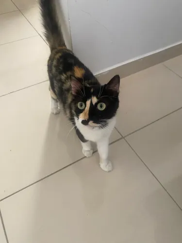 Doa-se gata fêmea