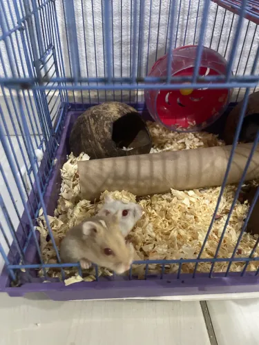 Doação de Hamster anão russo temos 7 filhotinhos