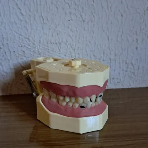 Manequim Odontológico ORAIS para Treinamento Acadêmico