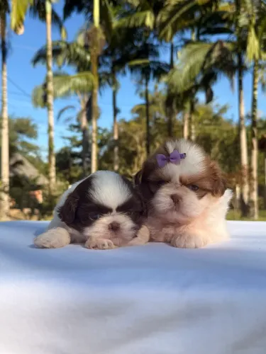 Filhotes Shihtzu