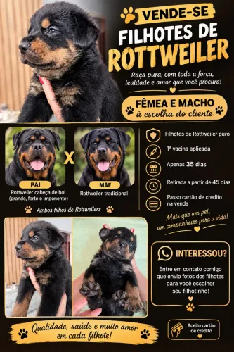 Filhotes rottweiler puro Anápolis