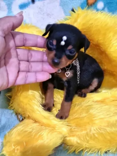 Pinscher zerinhos vacinados e espertos