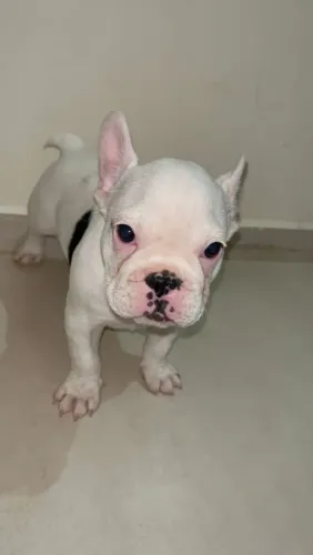 Buldogues franceses