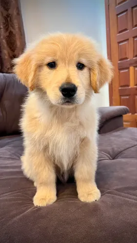 GOLDEN RETRIEVER
