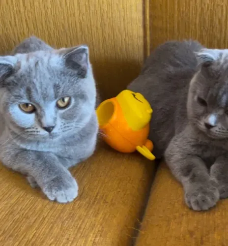 DUAS BRITISH SHORTHAIR FÊMEAS BLUE!!! 4 meses filhotes irmãs! PRONTA ENTREGA!! LINDÍSSIMAS