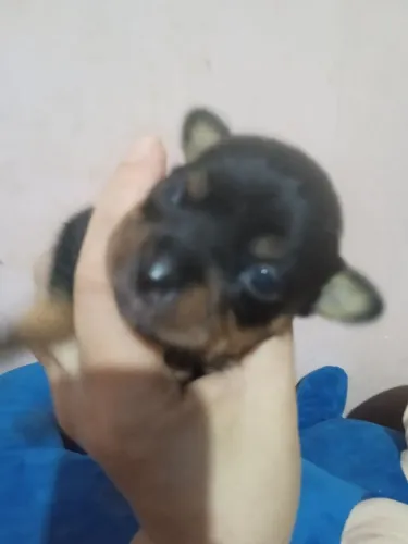 Pincher num 01 exótico