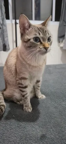 Estou para Adoção