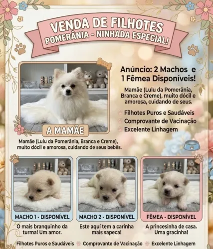 Filhotes Lulu da Pomerânia