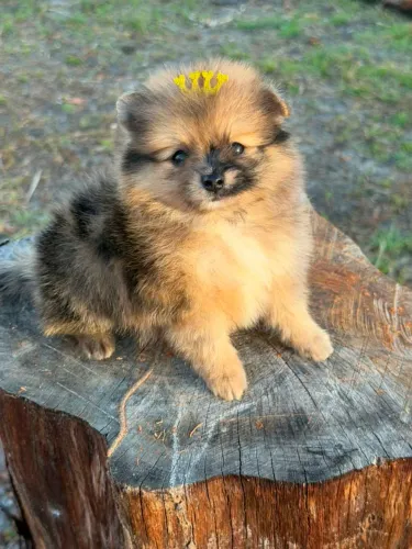 Lulu Da Pomerania Anão, Spitz Alemão Anão