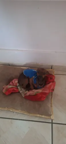 Pinscher a venda adulta