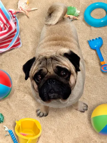 Pug macho pedigree excelente linhagem para cruza!!!