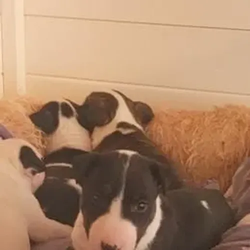 Bull Terrier,Bull Terrier Filhote com Estrutura Firme e Excelente Procedência