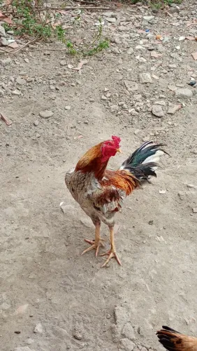 Galo indio
