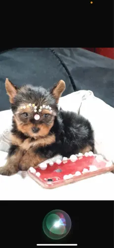 YORKSHIRE MINI FÊMEA PACOTINHO D AMOR