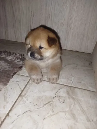 Vendo chow chow