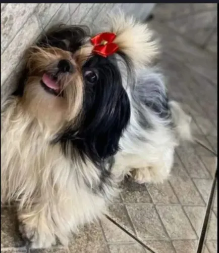 SHIHTZU FÊMEA ADULTA LEGÍTIMA RAÇA PURA 