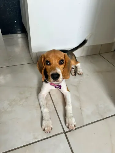 Beaglezinha 13 polegadas fêmea, 5 meses de idade.