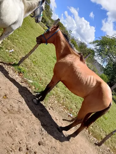 Cavalo baixeiro 
