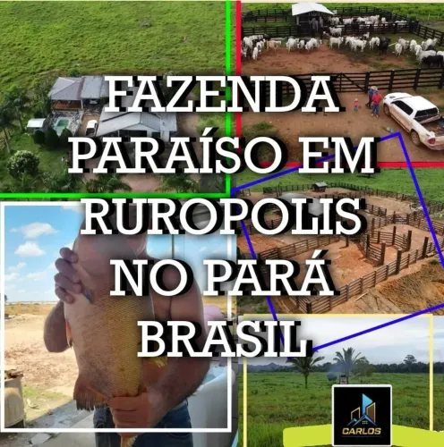 Fazenda formada para venda possui 500 hectares, em Rurópolis - PA