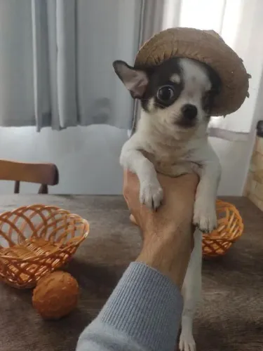 Chihuahua Macho