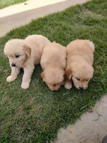 Filhote de Golden Retriever o melhor amigo que seu lar pode receber