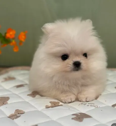 Cachorro Lulu da Pomerania criado com família, buscar até fim de semana