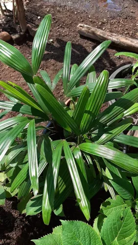Planta