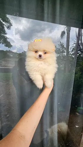 Lulu da Pomerânia macho ursinho. Focinho curto.