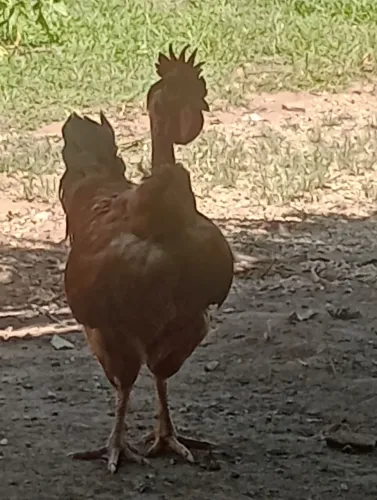 Galo vermelho graúdo