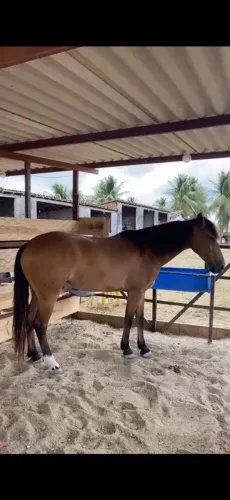 Cavalo bacheiro, novo , bom de cavalgada e pra passeios longos