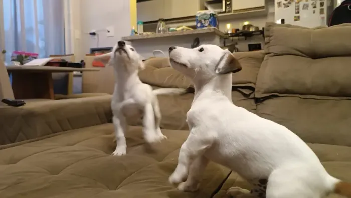 Lindos Filhotes de Jack Russel Disponíveis (Machos)