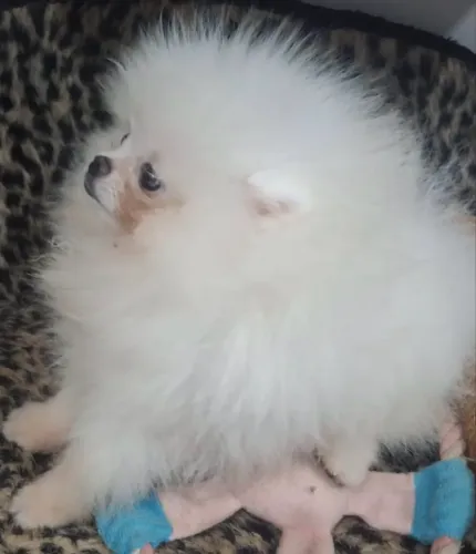 Spitz alemão