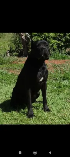 Filhote de Cane Corso com pedigree
