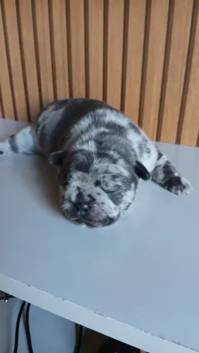 Buldogue francês 