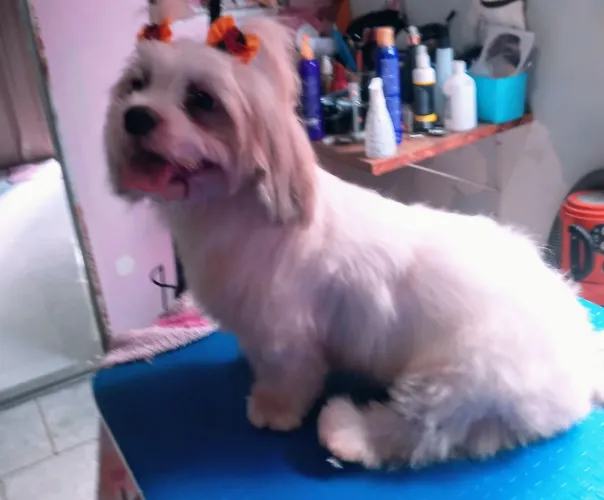 Tenho uma linda maltês