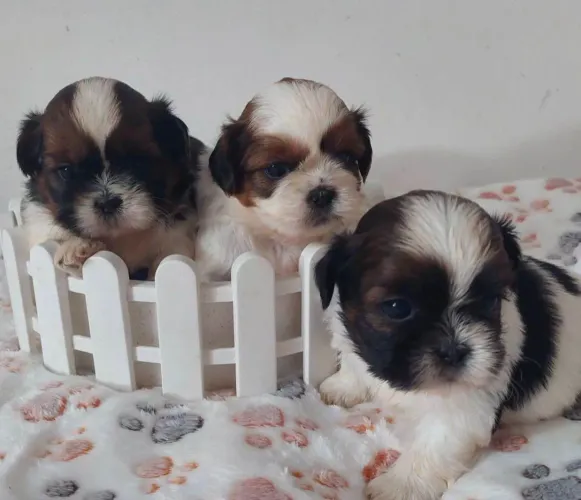 Filhote shih tzu, Os filhotes mais carinhosos da cidade estão esperando por um lar!