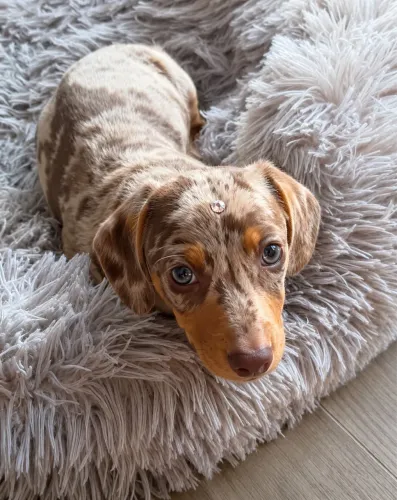 Dachshund Mofadinha Fêmea